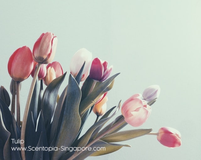 The fragrance of tulips is produced by volatile organic compounds 