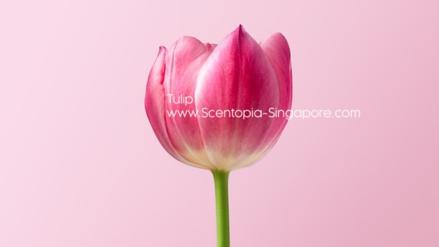 Tulip fragrances are popular in the perfume industry 