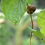 Dioscorea bulbifera is a tribal plant native to tropical Asia and sub-Saharan Africa, it is a climber plant with tuberous roots.