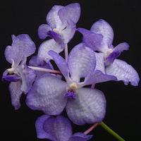 Vanda coerulea Griff. ex Lindl. Therapeutic sentosa orchid with scents 