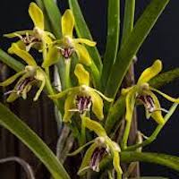  Therapeutic sentosa orchid with scents Vanda cristata Wall ex Lindl. Syn. Trudelia cristata (Wall ex Lindl.) Senghas