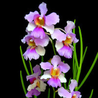 Vanda Miss Joaquim  perfume ingredient at scentopia your orchids fragrance essential oils