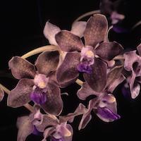  Therapeutic sentosa orchid with scents Vanda tessellata (Roxb.) Hook. ex G. Don Vanda roxburghii R. Br.