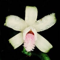 Vanilla aphylla Blume Therapeutic sentosa orchid with scents 