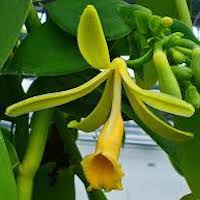 Vanilla planifolia Jacks. ex Andrews Therapeutic sentosa orchid with scents 