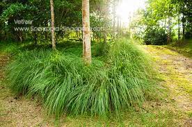 Vetiver is a plant that has a long history of use in India 