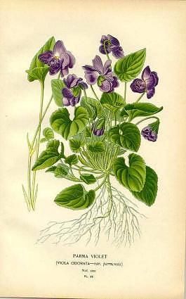 Masculine Violet Fragrance Collection