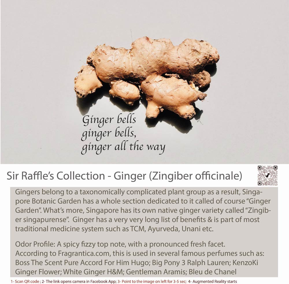 Ginger Healthy Woody Scent Material - Product Shot