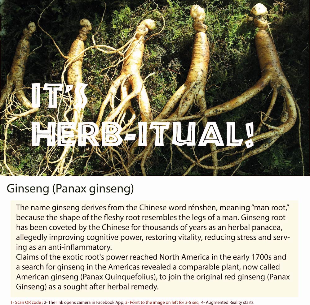 Ginseng is a perennial plant that belongs to the genus Panax. I