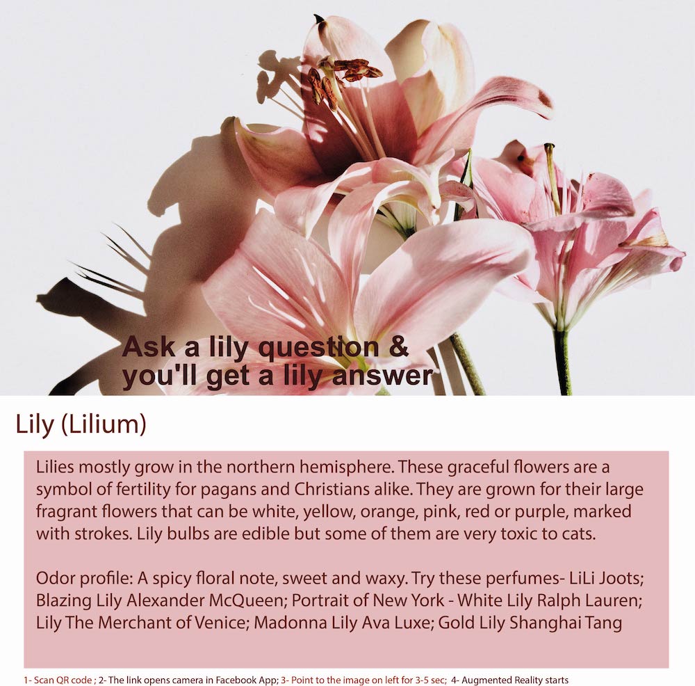 The lily is a flowering plant that belongs to the genus Lilium in the family Liliaceae.