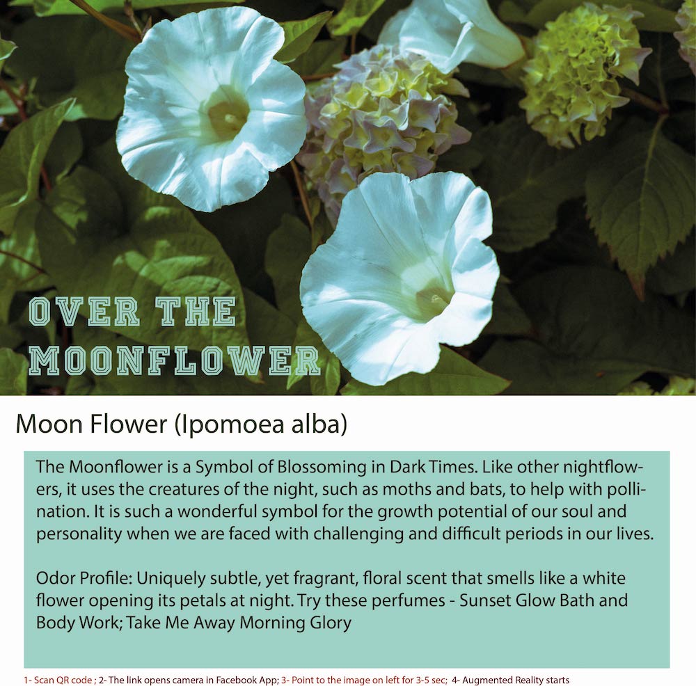 Moonflower (Ipomoea alba) is a species of flowering plant in the morning glory family,