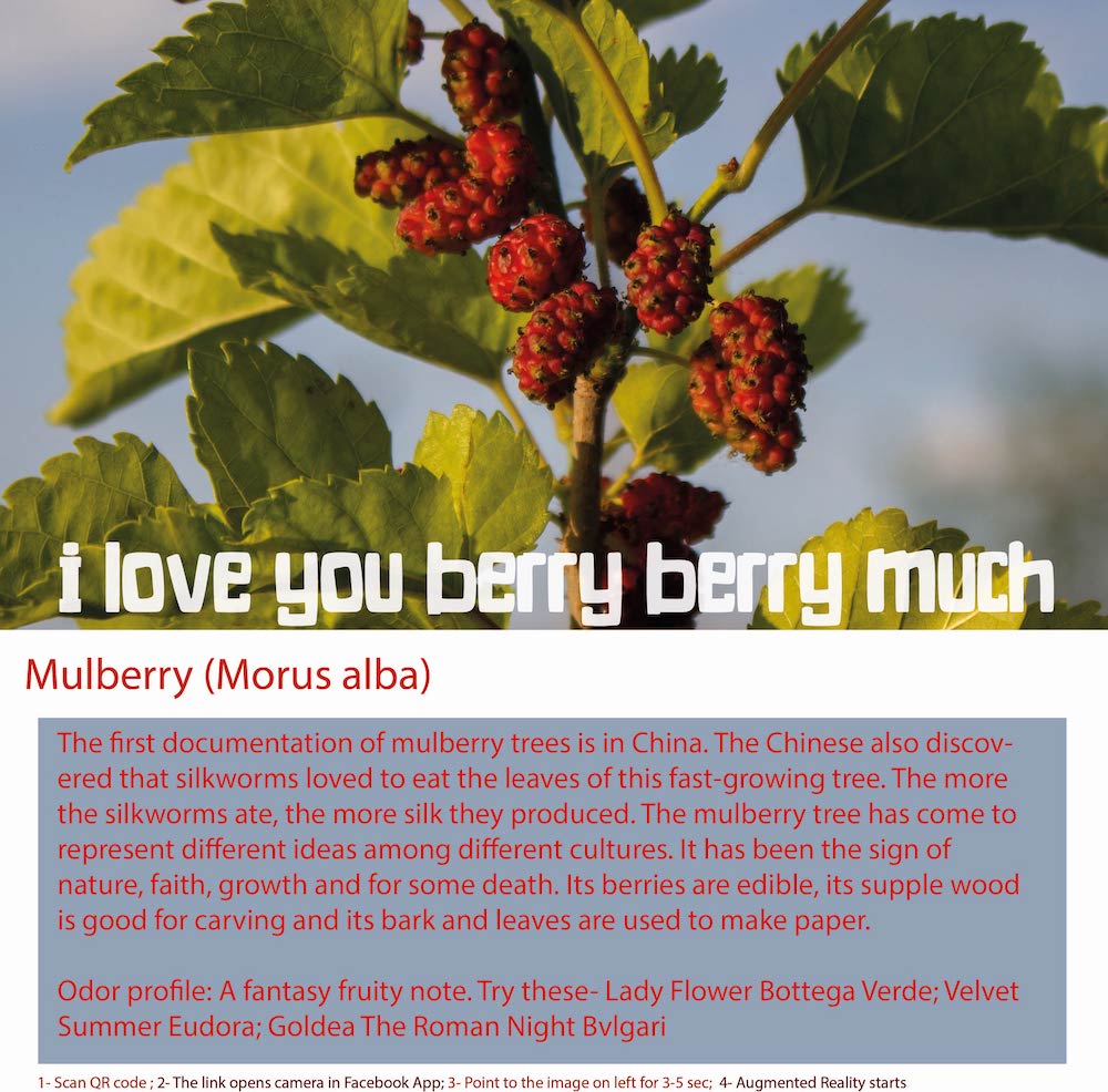 Mulberry is a type of deciduous tree or shrub that is native 