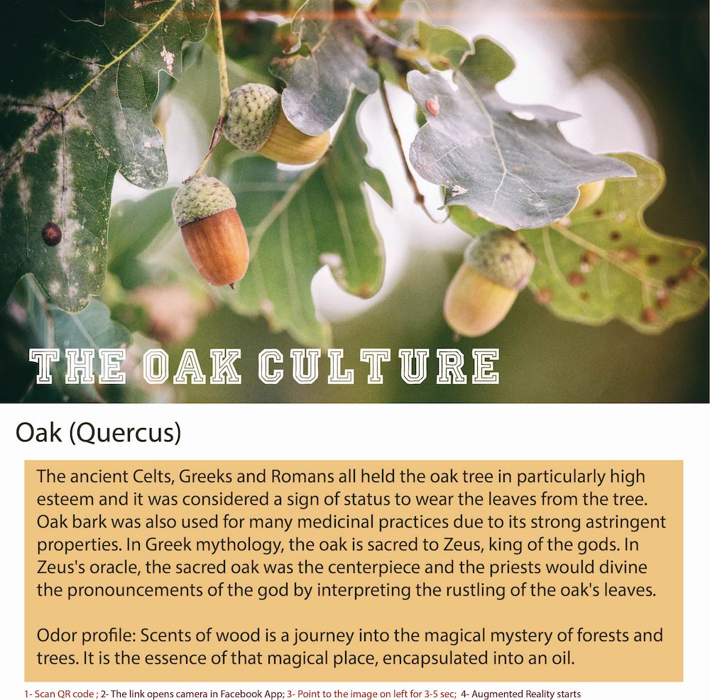 Oak is a type of tree that belongs to the genus Quercus in the family Fagaceae