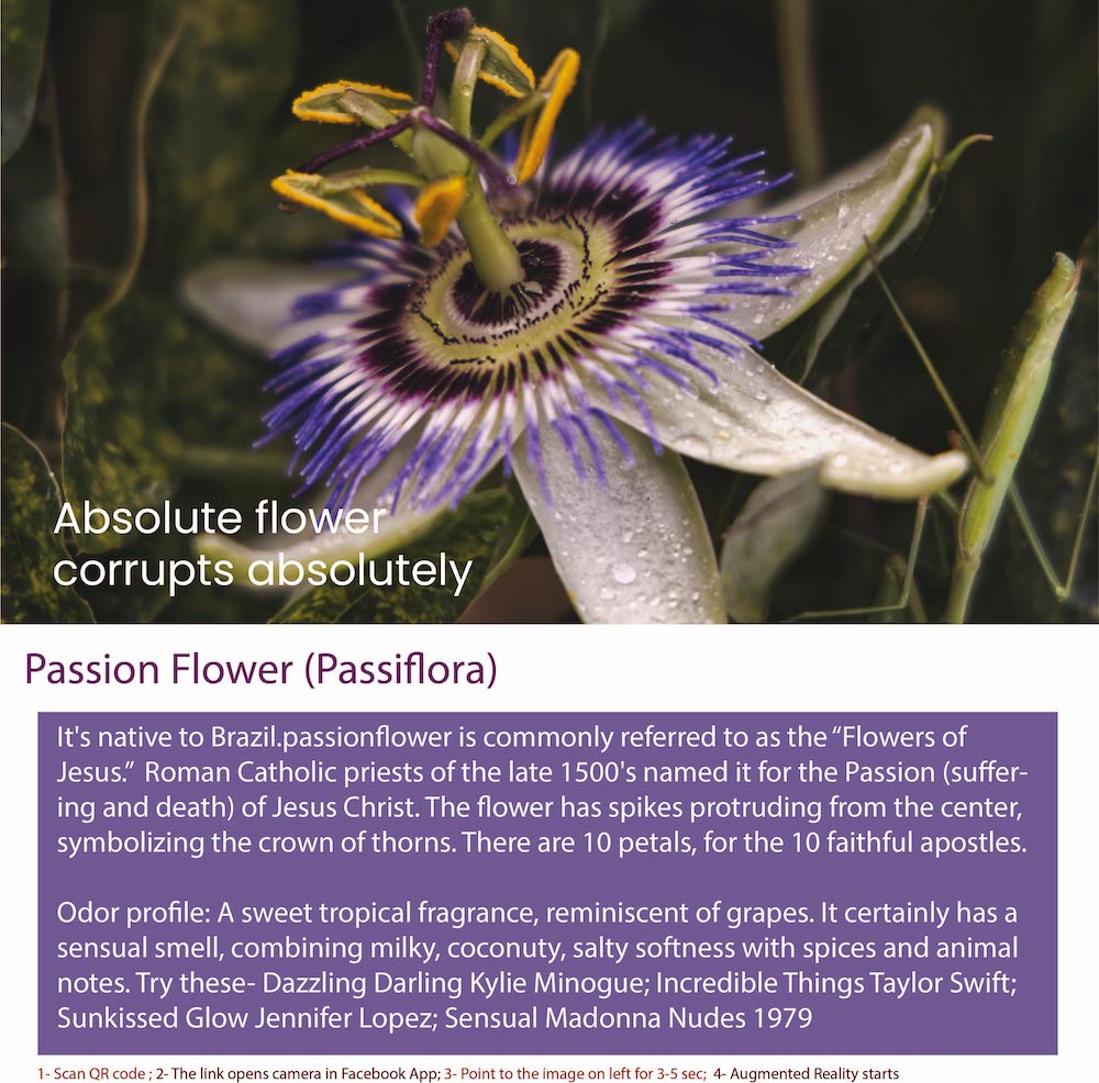 Passion flower (Passiflora) is a genus of flowering plants that includes over 500 species