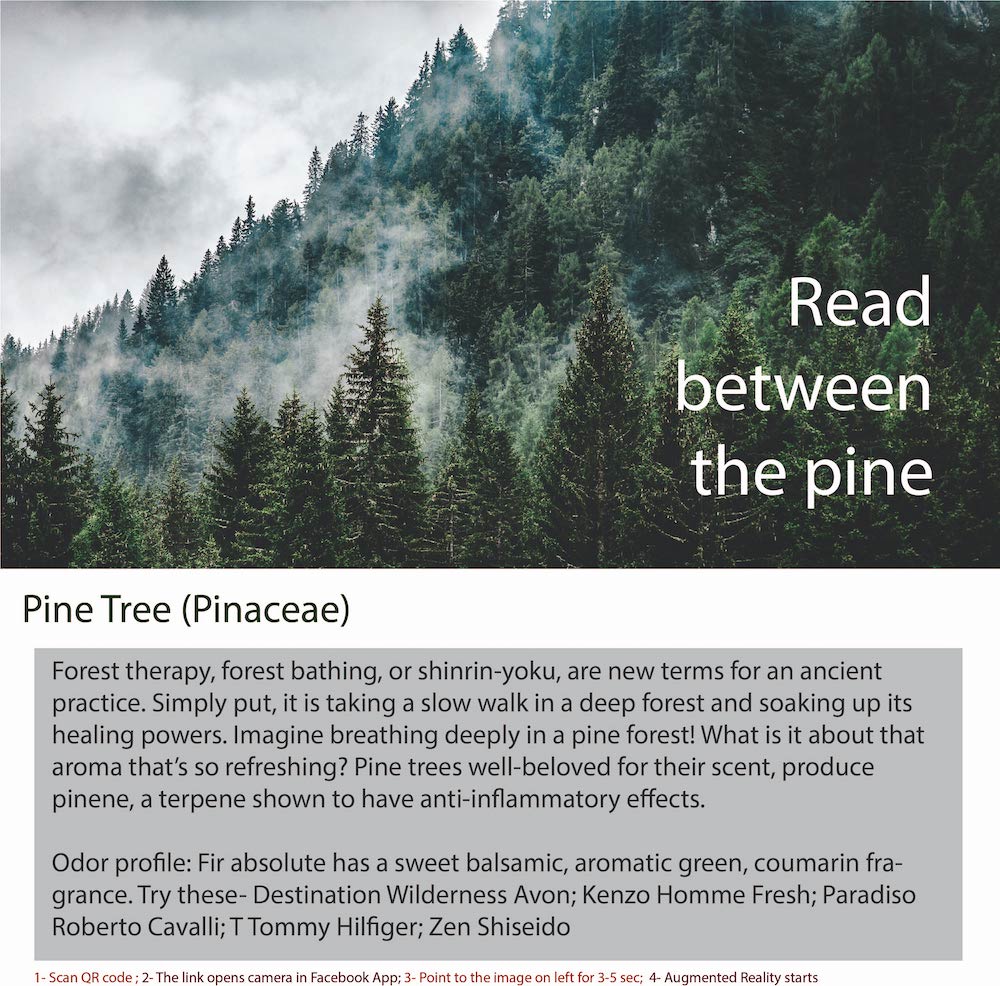 A pine tree is a coniferous tree that belongs to the genus Pinus. Pine trees are evergreens, 