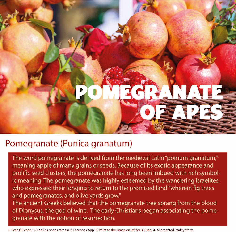 Pomegranate is a fruit that grows on a small tree or shrub in the Lythraceae family.