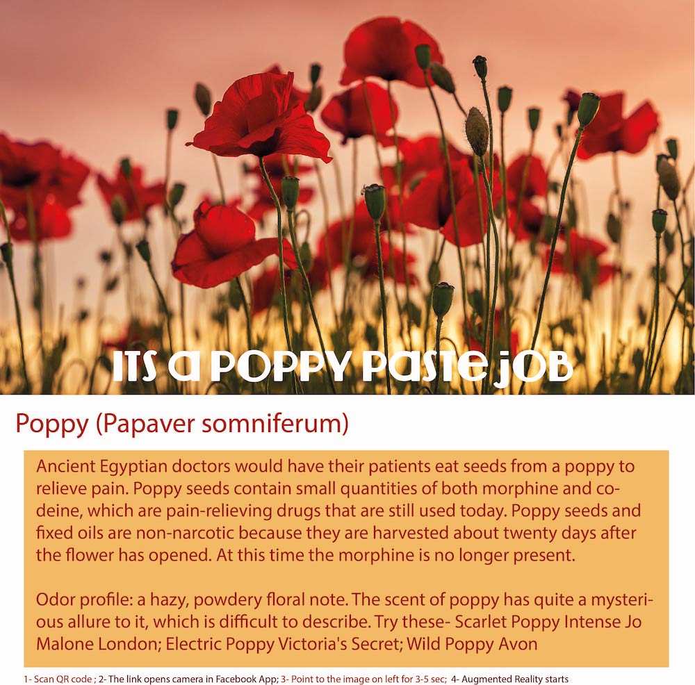 Poppy flowers are a type of flowering plant in the Papaveraceae family. 