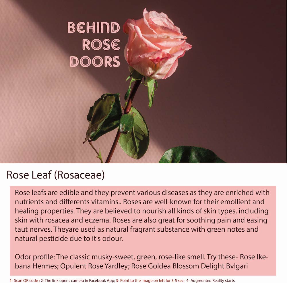 A rose leaf is a leaf from a rose plant, typically used in gardening and horticulture.