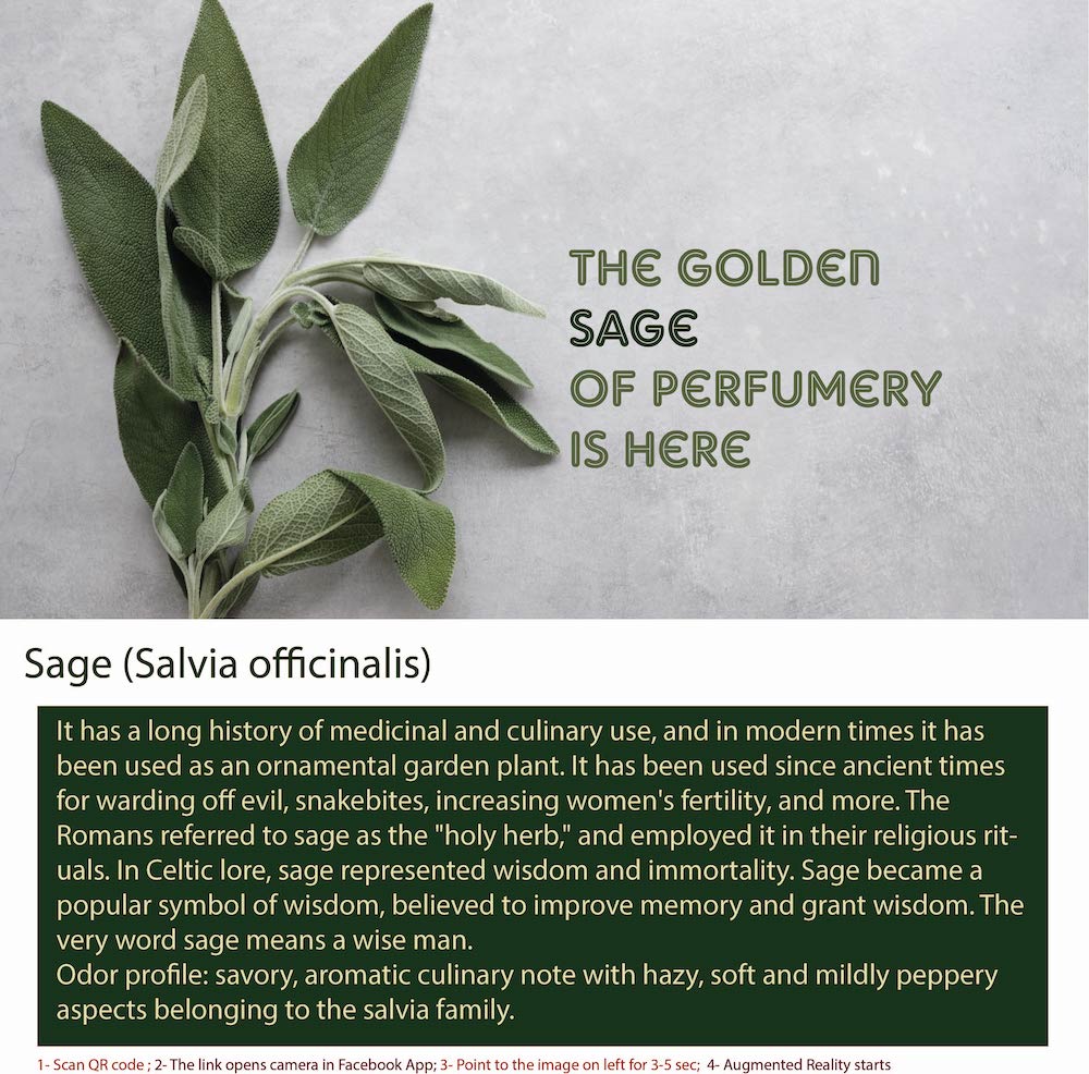 Sage is a perennial herb that belongs to the Salvia genus. 