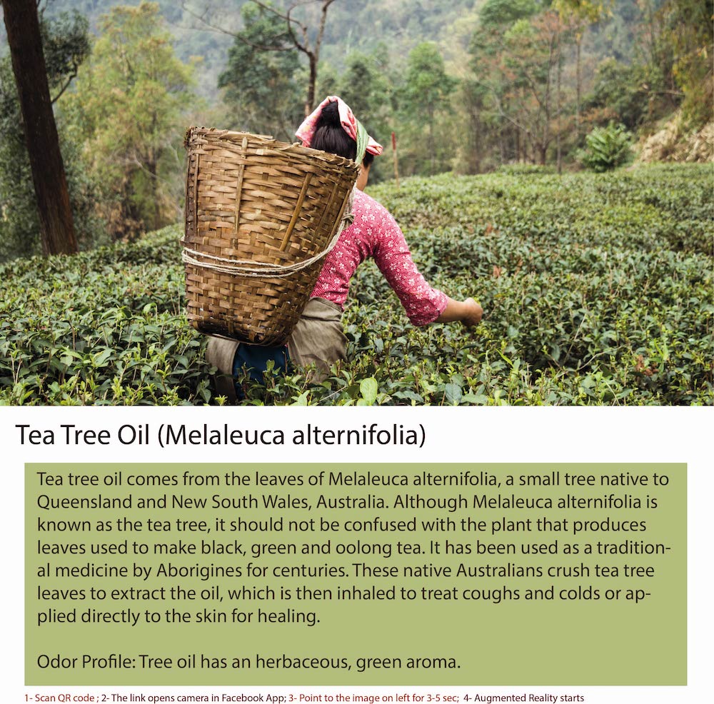 Tea tree is a plant species (Melaleuca alternifolia) native to Australia