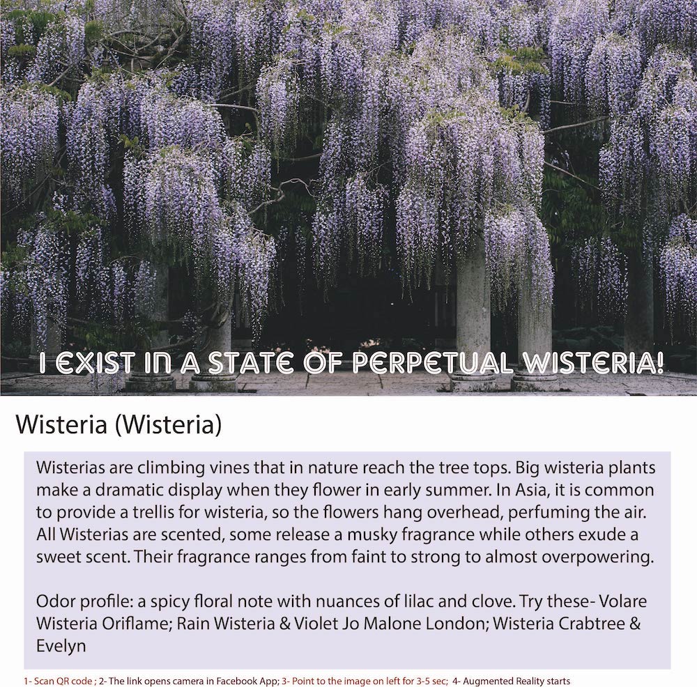 Wisteria is a genus of flowering plants in the pea family, Fabaceae. 