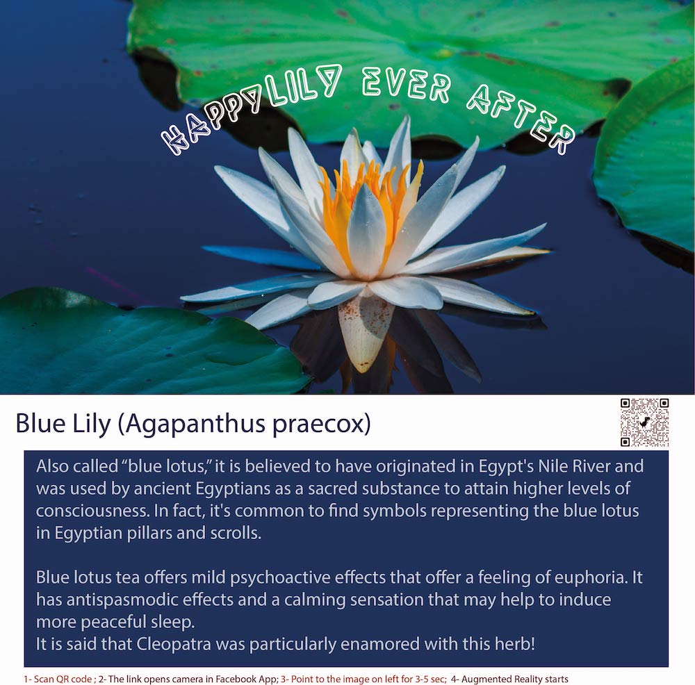 The blue lily (Agapanthus praecox) is a species of flowering plant