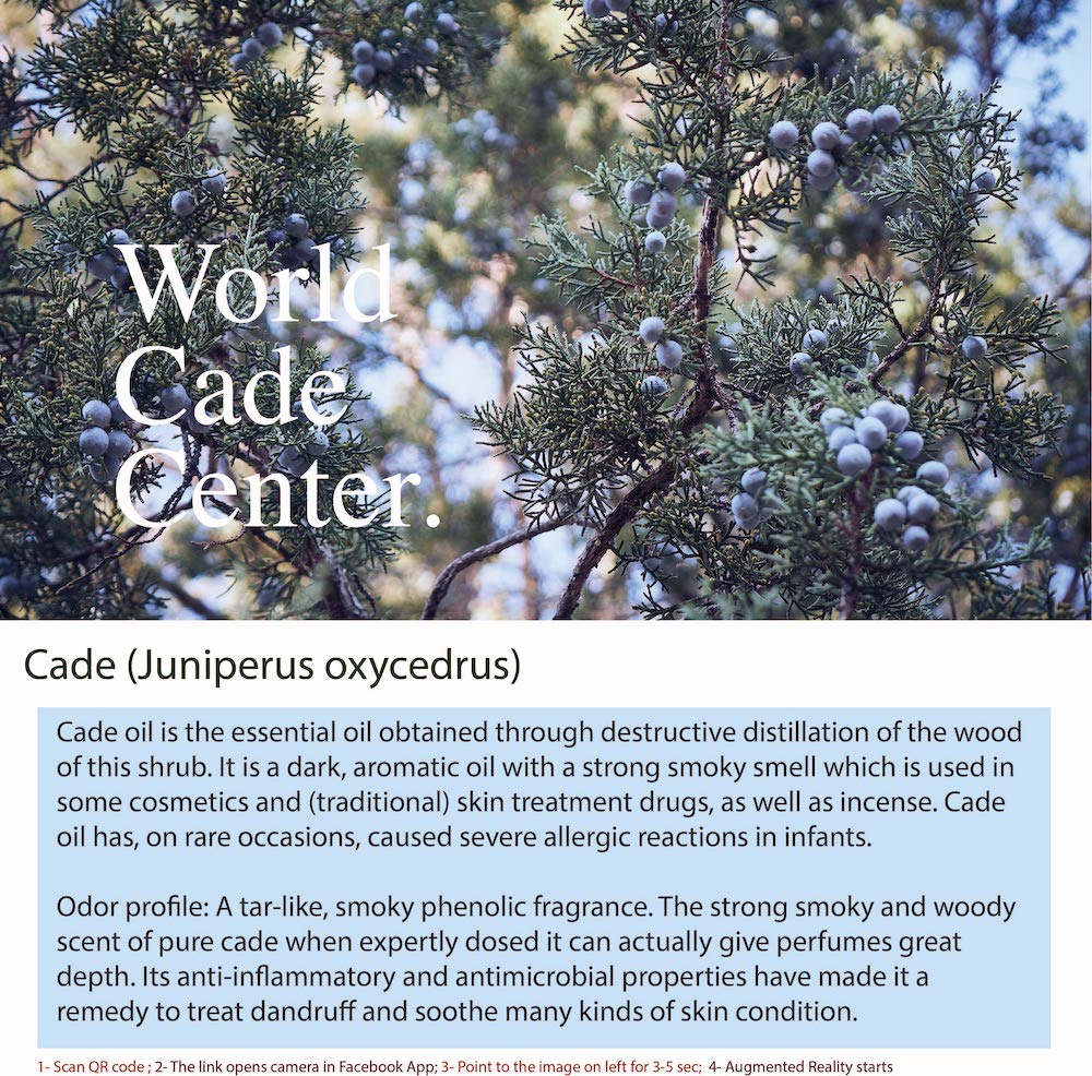 Cade oil is derived from the juniper tree