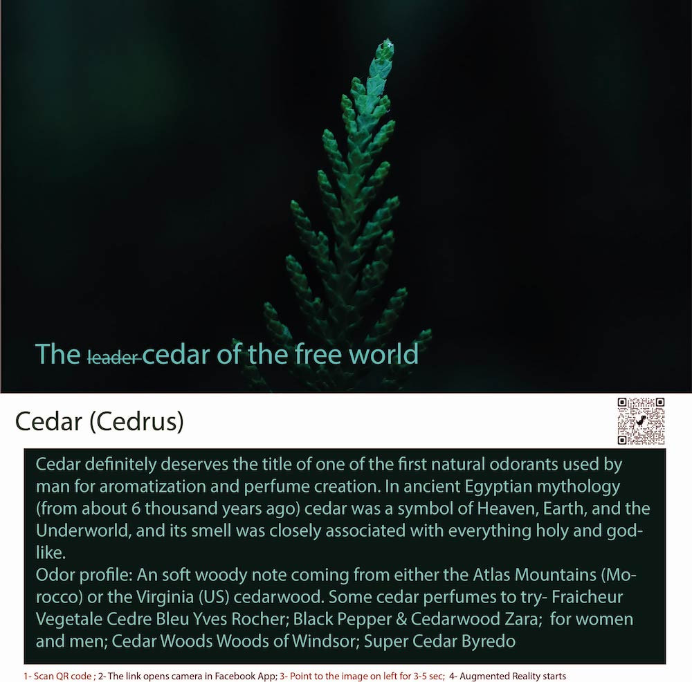 Cedar is a type of tree that belongs to the pine family (Pinaceae).