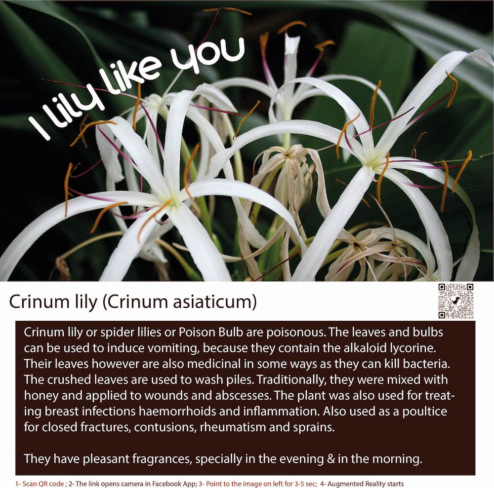 Crinum lilies are a type of bulbous perennial plant 