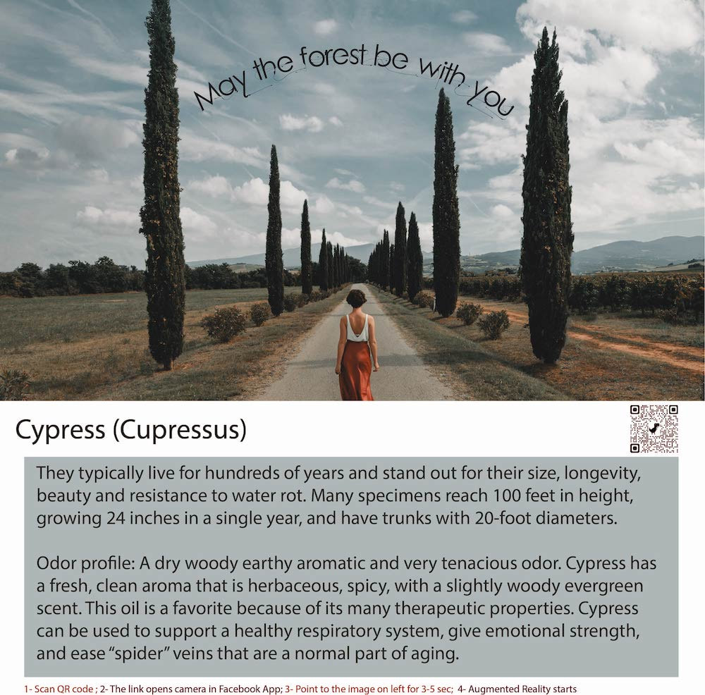 Cypress tree refers to a type of evergreen coniferous tree that belongs to the Cupressaceae family.