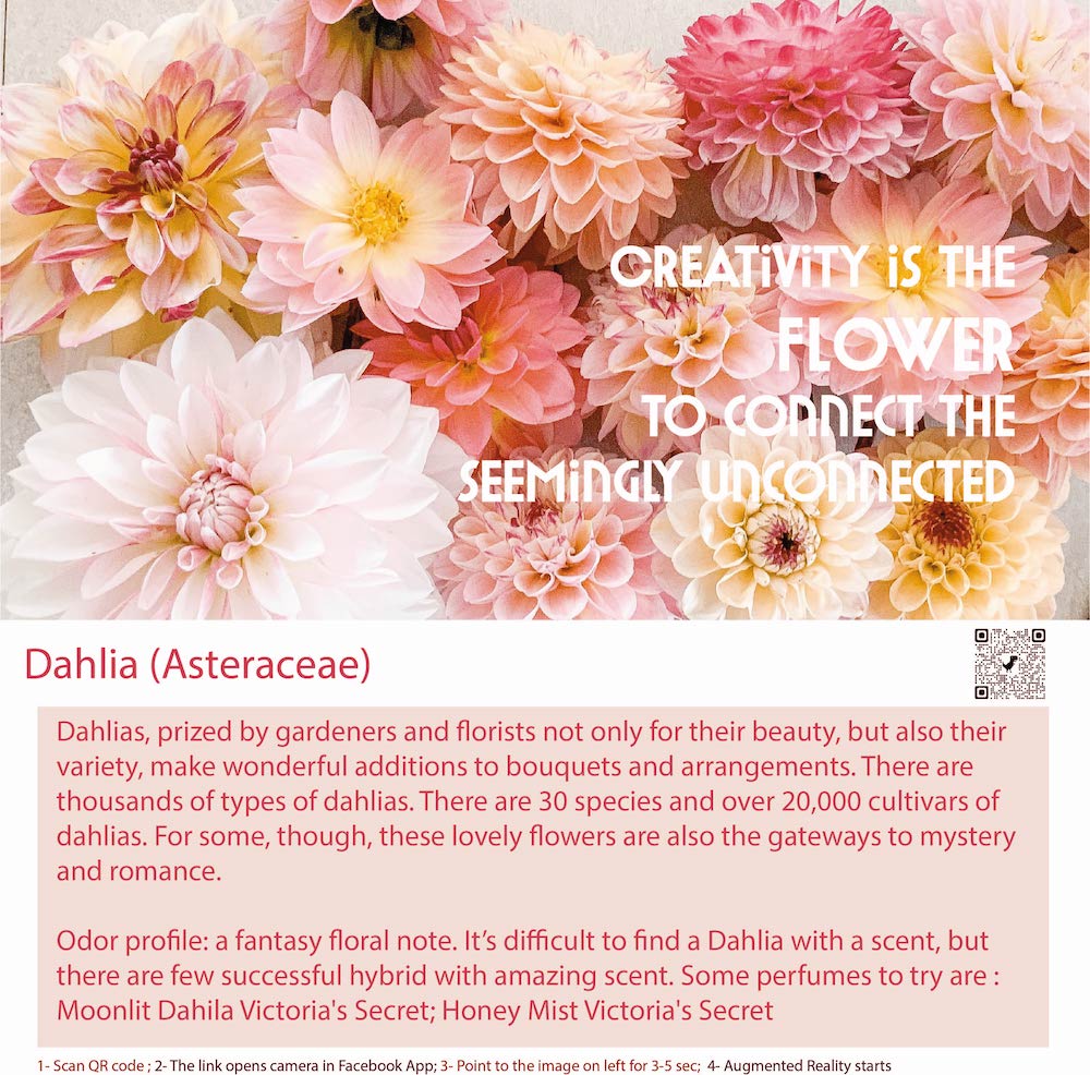 Dahlia is a genus of herbaceous perennial plants that are native to Mexico and Central America.
