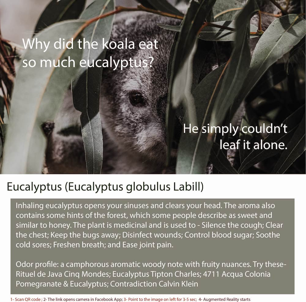 Eucalyptus is a genus of trees and shrubs in the family Myrtaceae