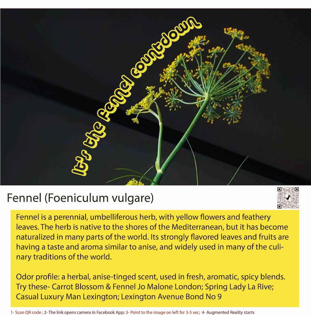 Fennel is a perennial herb that is native to the Mediterranean region.