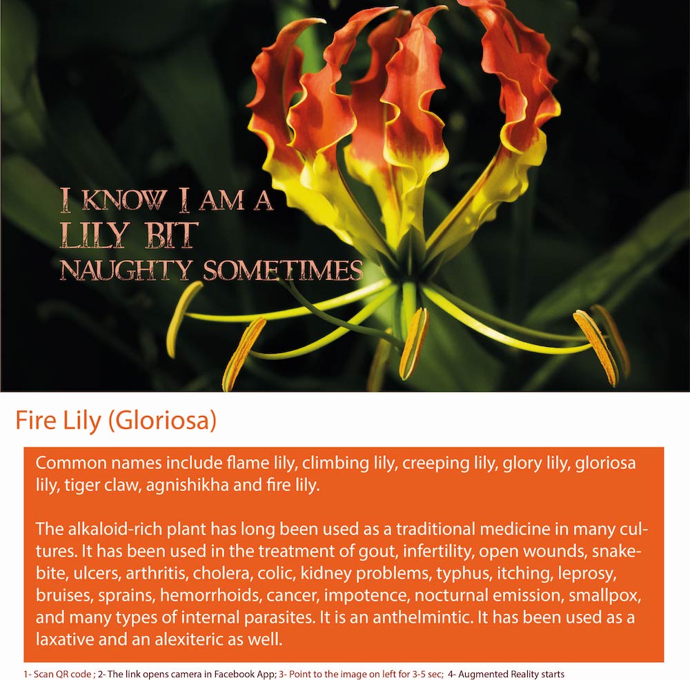Fire Lily is not a common name for any plant species. 