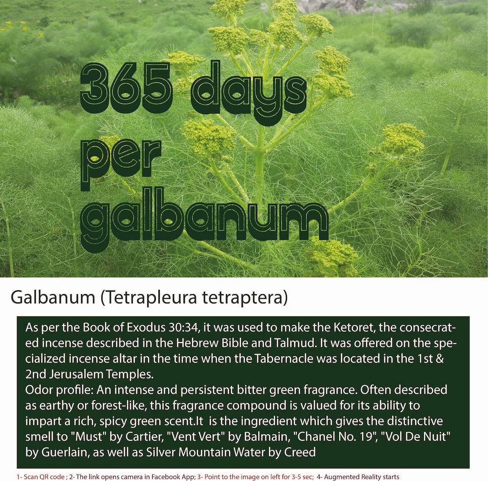 Galbanum is a resin obtained from certain species of ferula plant,