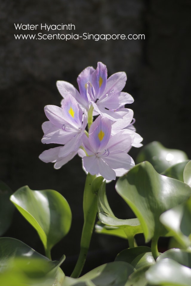 Water hyacinth (Eichhornia crassipes) is considered an invasive species in Singapore