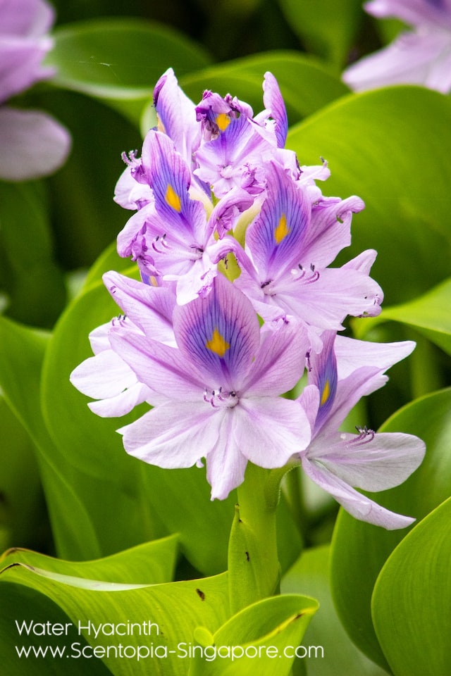 Water hyacinth (Eichhornia crassipes) has a distinctive, light, and fresh scent 