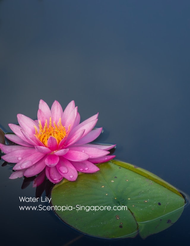 Water lilies are a group of aquatic plants that have a long history of cultural significance. 