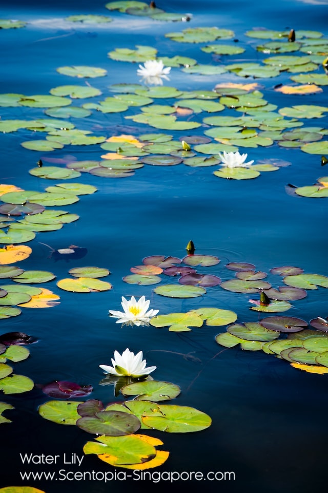 Natural Water Lily Aroma