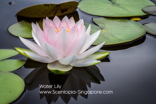 Scented Water Lily in Decorative Bottle