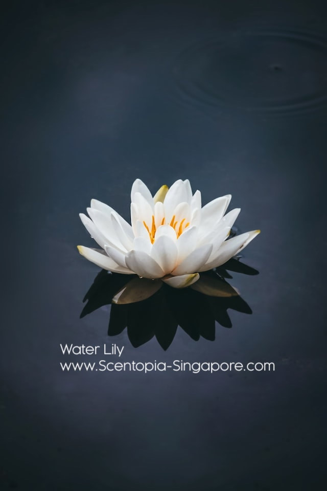 Some water lily species also emit a strong fragrance at night, 