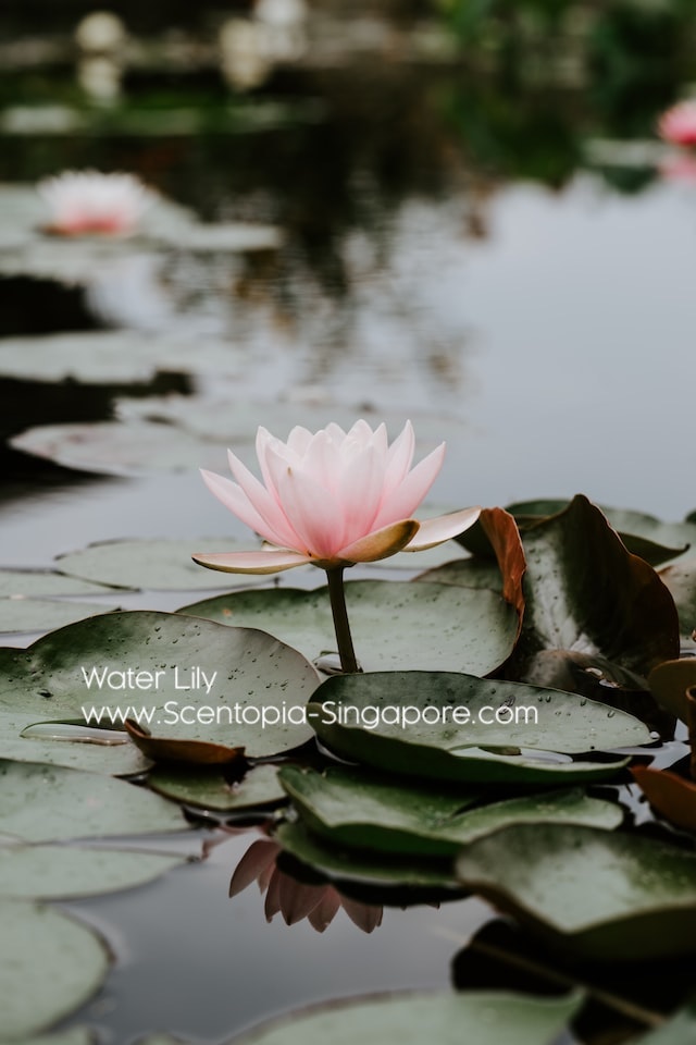 The fragrance of water lilies
