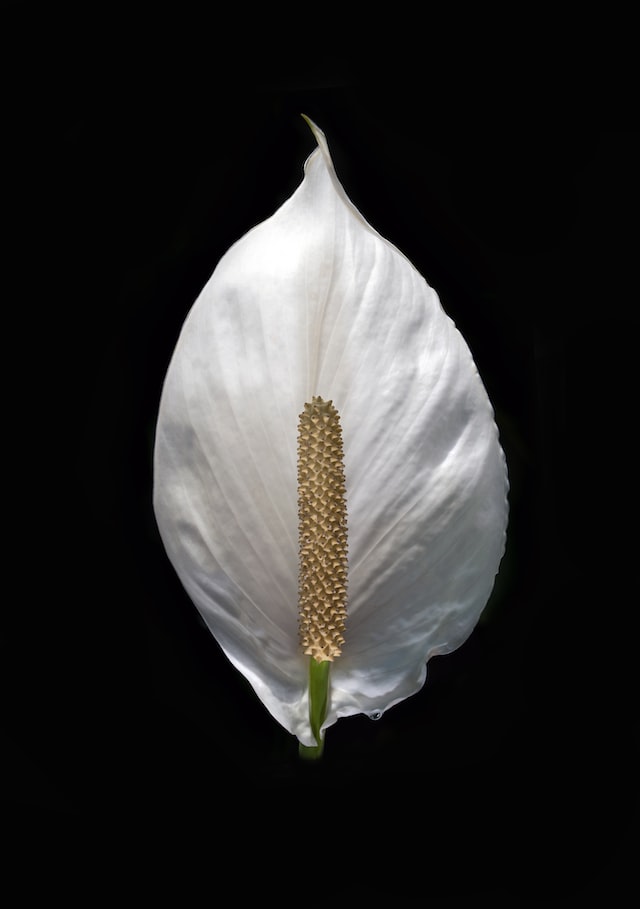 white lily arum with sweet woody musky fragrant flower 
