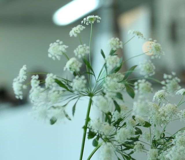 white scented flower of algelica