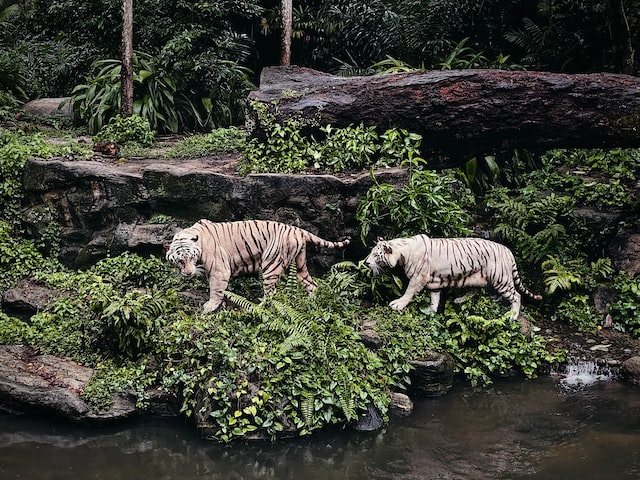 white tiger at singapore zoo best attraction