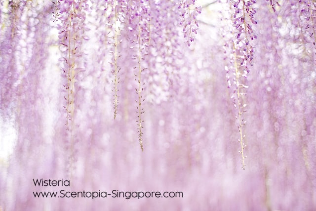 Wisteria is a genus of flowering plants that has a rich and interesting history.