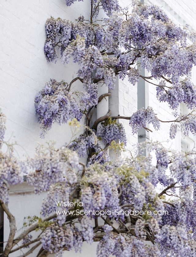 Wisteria has had a long and enduring presence in art, culture, movies, and literature