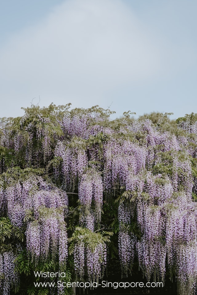 Wisteria has a rich symbolic history and holds different meanings in various cultures