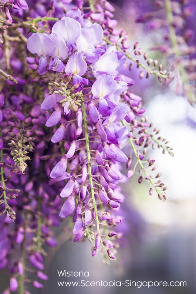 Wisteria's scent is due to the presence of various volatile organic compounds 