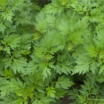 wormwood is used in medication to expel parasitic worms from the body